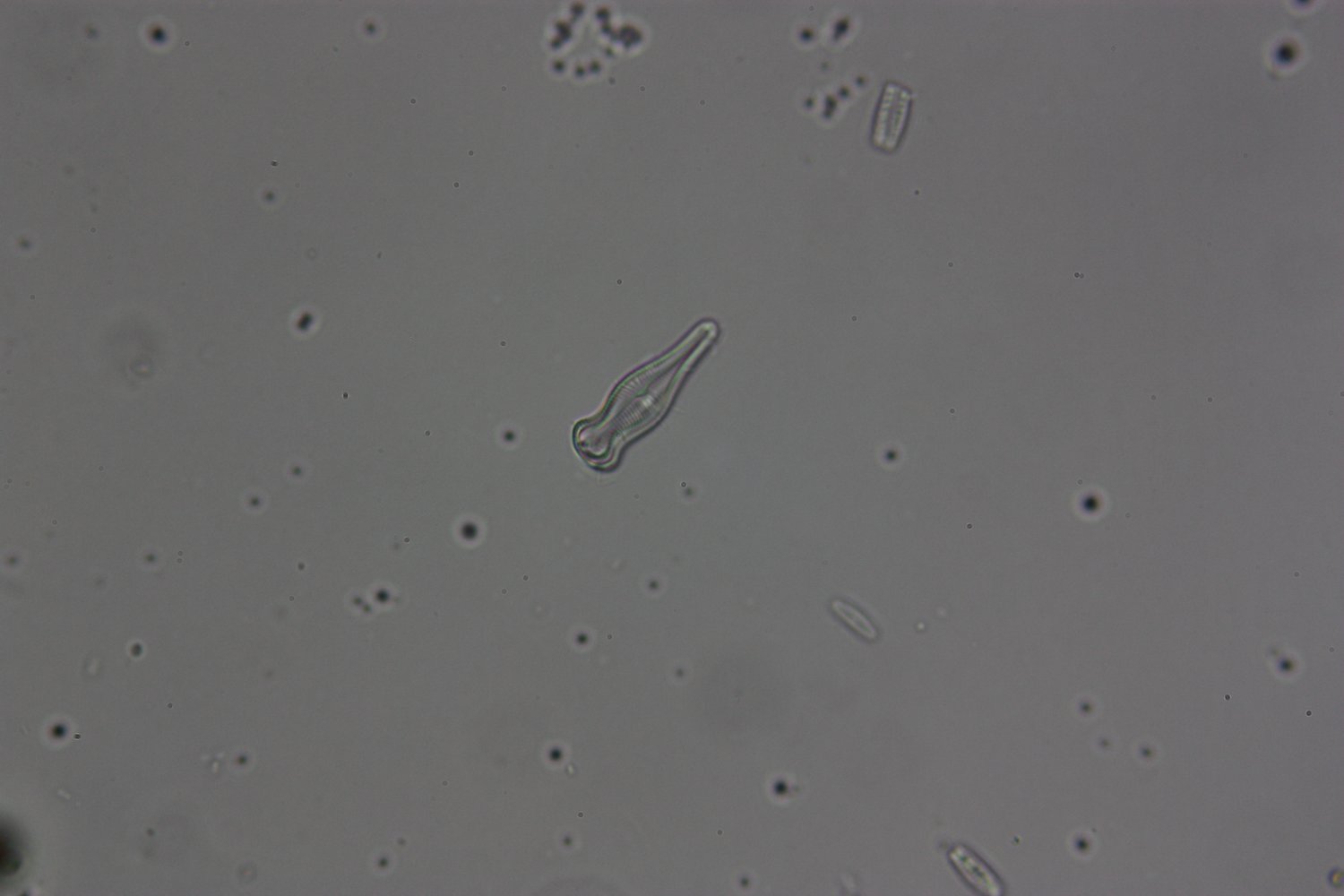 Uso della reflex
